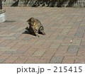素材ナンバー 215415 : 「無題」