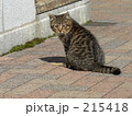 素材ナンバー 215418 : 「ねこ」