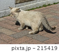 素材ナンバー 215419 : 「ねこ」
