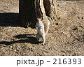 二足歩行のリス