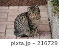 素材ナンバー 216729 : 「ねこ」