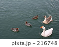 素材ナンバー 216748 : 「アヒルとかも」