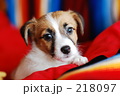 チップ