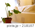 窓際のポトス