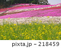 芝桜