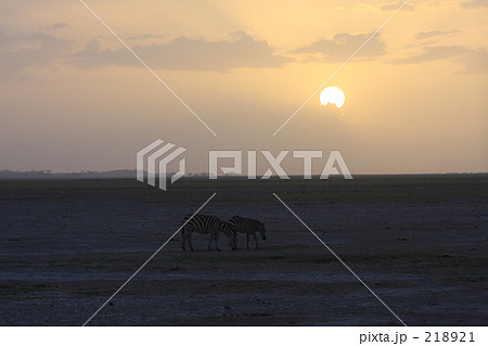 「シマウマと夕焼け」の写真素材