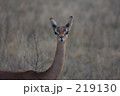 ゲレヌク