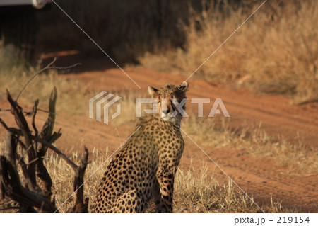 「チーター」の写真素材 「チーター」の写真素材
