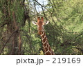 キリン