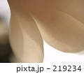 その花びらシルキー