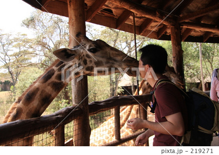 「キリンとキス」の写真素材 「キリンとキス」の写真素材