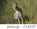 サーバルキャット