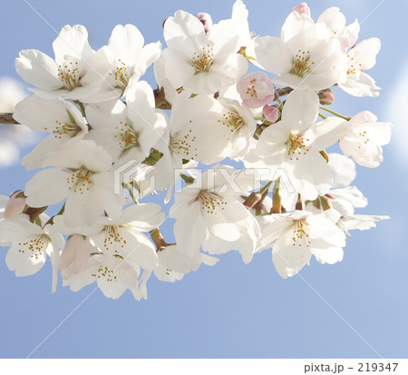 青空 桜 天王洲アイル