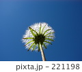 綿毛