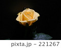 薔薇
