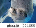 アザラシ