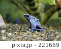 かえる