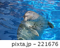 アザラシ