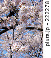 満開の吉野桜