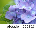 あじさい_001 あじさい_001