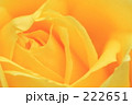 薔薇_004