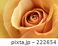 薔薇_007