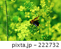 ナノハナとハチ
