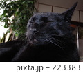 223383