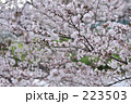 223503