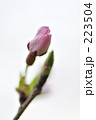 223504
