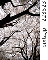 223523