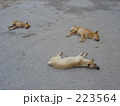 犬の昼寝
