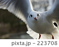 ユリカモメ