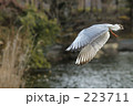 ユリカモメ