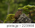 ナキウサギ