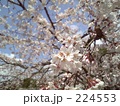 桜咲く