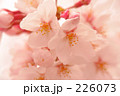 桜２