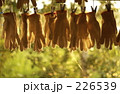 226539