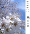 226846