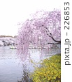 226853