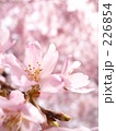 226854