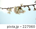 空色の桜