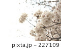 桜の時