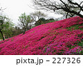 芝桜の丘