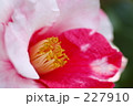 椿 岩根絞