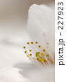 一輪の白桜 超アップ