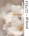 白桜 アップ