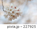 ひとたばの白桜