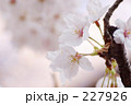 白桜の枝