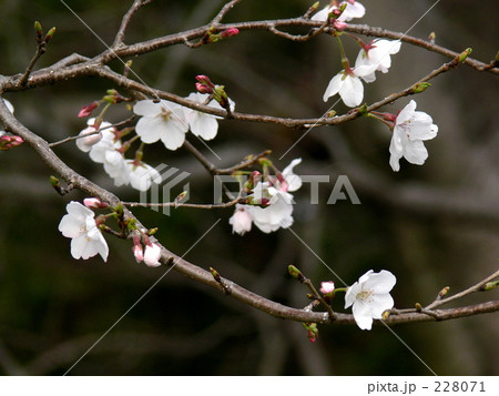 「桜」の写真素材